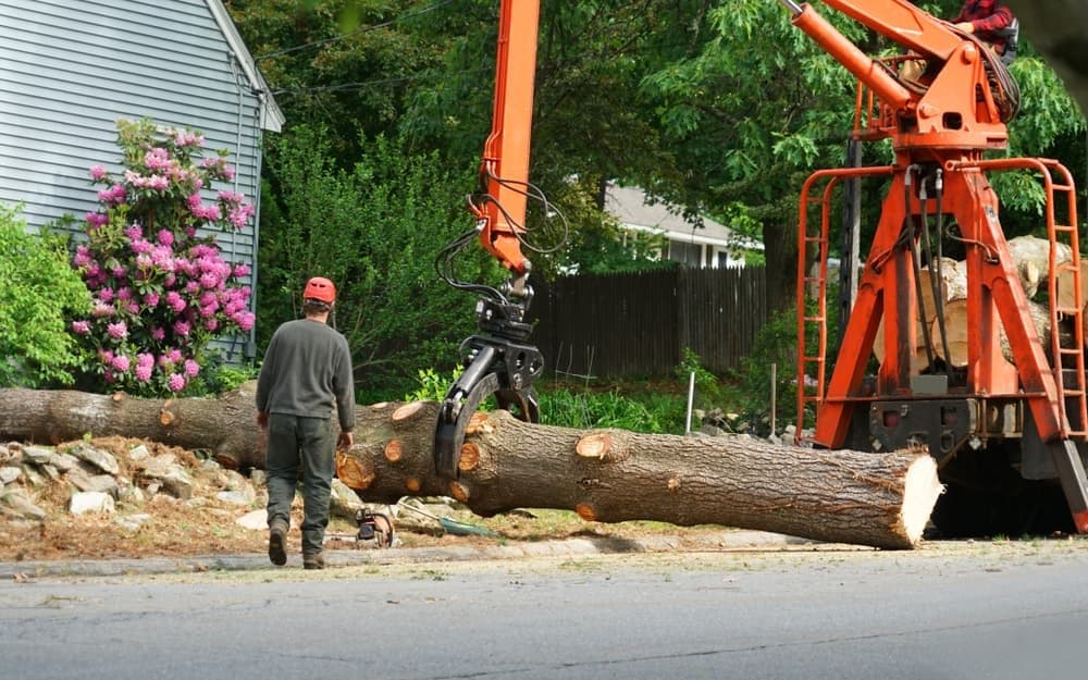 Tree Services