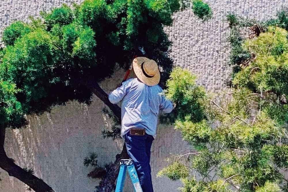 Tree Care and Maintenance