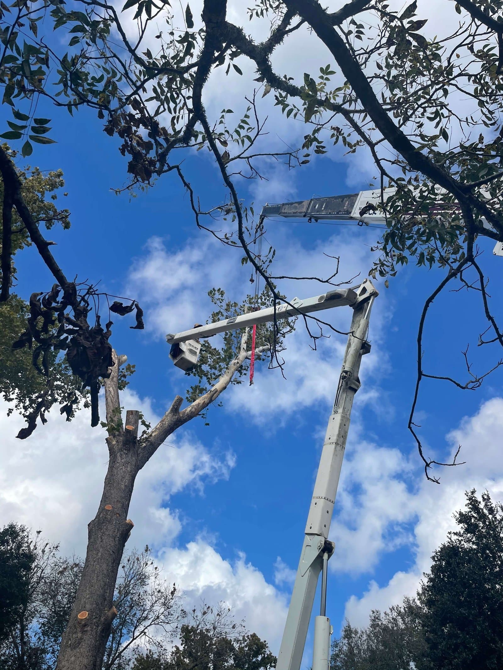 Tree Solutions bucket truck and crane working together on a job site