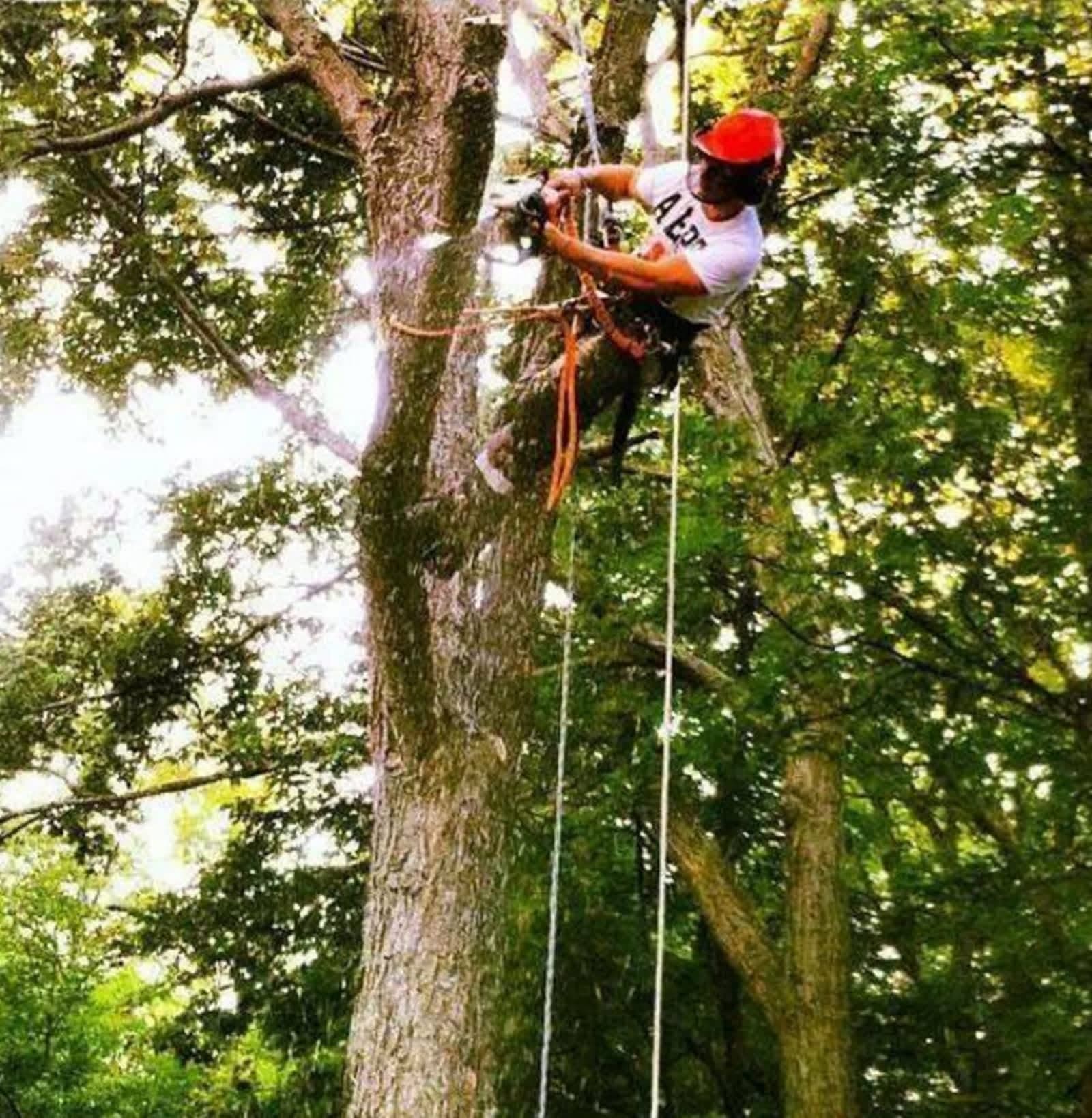 Tree Solutions climber working in a tree canopy