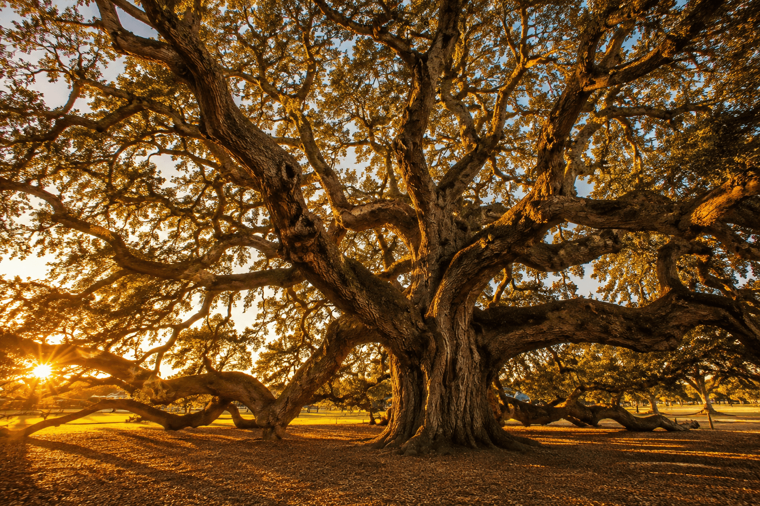 A sprawling ancient live oak lit by golden hour sunlight