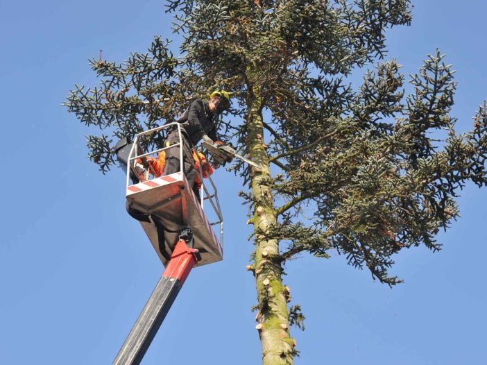 Lumberjacks at Work at a high Spruce Tree