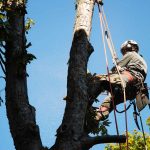 Professional tree experts
